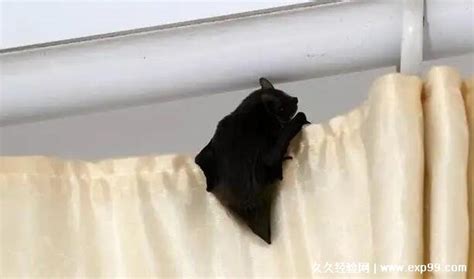 蝙蝠进家是什么意思 多肉 植物風水 陽台